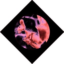 Храм Великой Белки (лого).jpg