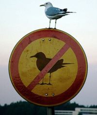 Ранние пташки (Мы - против).jpg