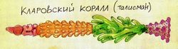 Кларовский коралл by Камисория.jpg